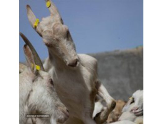 مرکز ذخیره ژنی توران تیهو دلارام