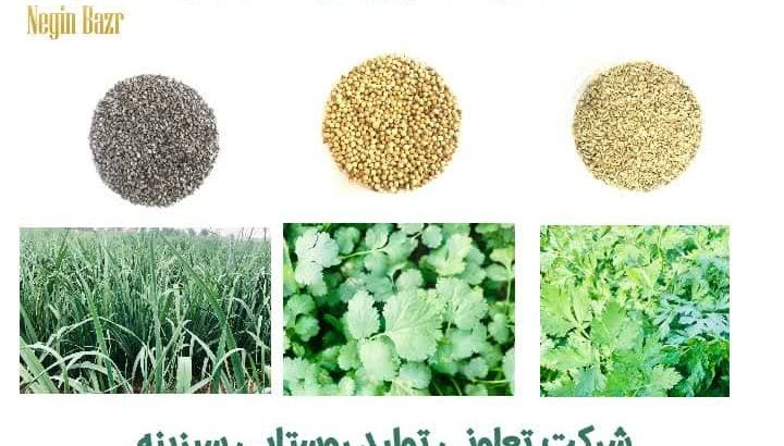 تعاونی و تولید روستایی سبزینه دزفول