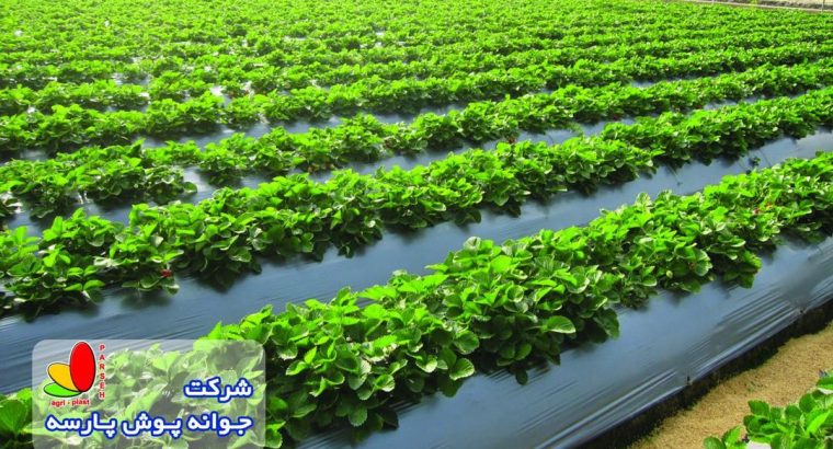 جوانه پوش پارسه